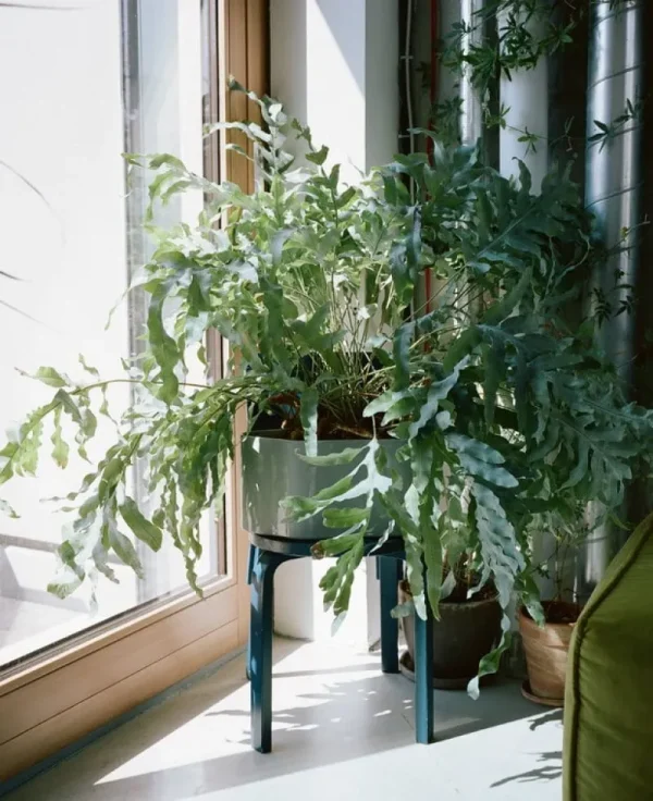 Artek Indoor-gardening^Übertopf Riihitie A, groß, hellgrau