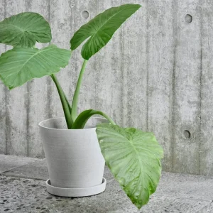 HAY Garten | Indoor-gardening^Blumentopf und Untersetzer, M, grau