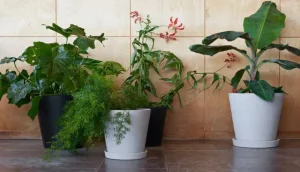 HAY Garten | Indoor-gardening^Blumentopf und Untertasse, XXXL, schwarz