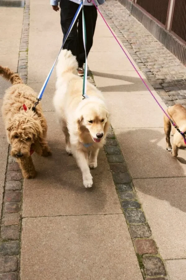 HAY Haustiere^Dogs Hundehalsband, glatt, M-L, Blau - Cremeweiß