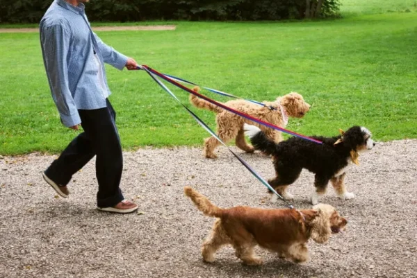 HAY Haustiere^Dogs Hundeleine, glatt, M-L, Lavendelfarben - Grün