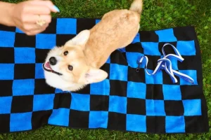 HAY Haustiere^Dogs Hundeleine, glatt, M-L, Blau - Cremeweiß
