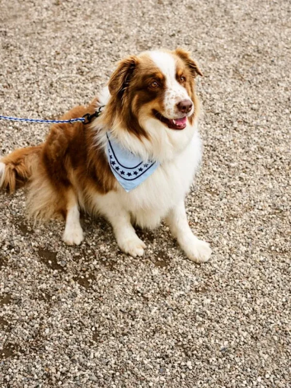HAY Haustiere^Dogs Hundeleine, geflochten, Blau - Cremeweiß