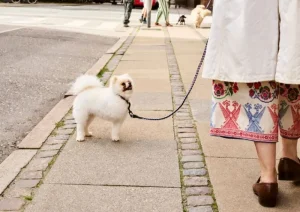 HAY Haustiere^Dogs Hundeleine, geflochten, Lavendelfarben - Grün