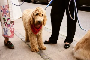 HAY Haustiere^Dogs Hundeleine, geflochten, Rot - Blau