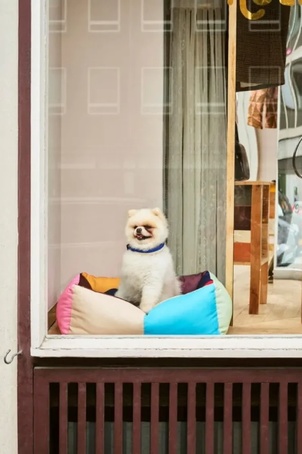 HAY Haustiere^Hundehalsband, glatt, S-M, Blau - Cremeweiß