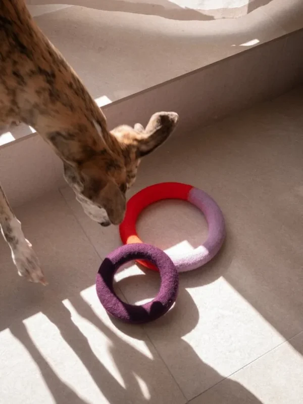 Masimalo Haustiere^Duo Circle Hundespielzeug, orange - lila