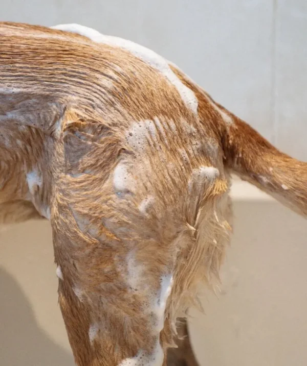 Masimalo Haustiere^Hundeshampoo, 250 ml, Zitrone - Kiefer