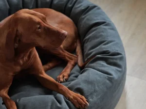 Matri Haustiere^Hundebett, S, Wooly, graphit