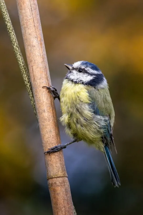 Pidu00e4t Vogelhäuser^Pidät Bird Silo Vogelfutterhaus, Schiefergrau