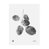 Teemu Ju00e4rvi Illustrations Poster Und Pinnwände^Teemu Järvi Illustrations Goat Willow Poster, 30 x 40 cm
