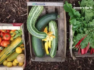 The Do Book Co Speisen^Do Grow: Start with 10 simple vegetables