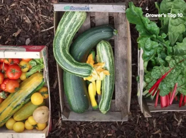 The Do Book Co Speisen^Do Grow: Start with 10 simple vegetables