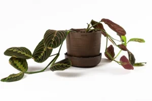 Vaidava Ceramics Indoor-gardening^Soil Topf mit Untersetzer, L, Braun