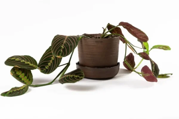 Vaidava Ceramics Indoor-gardening^Soil Topf mit Untersetzer, L, Braun