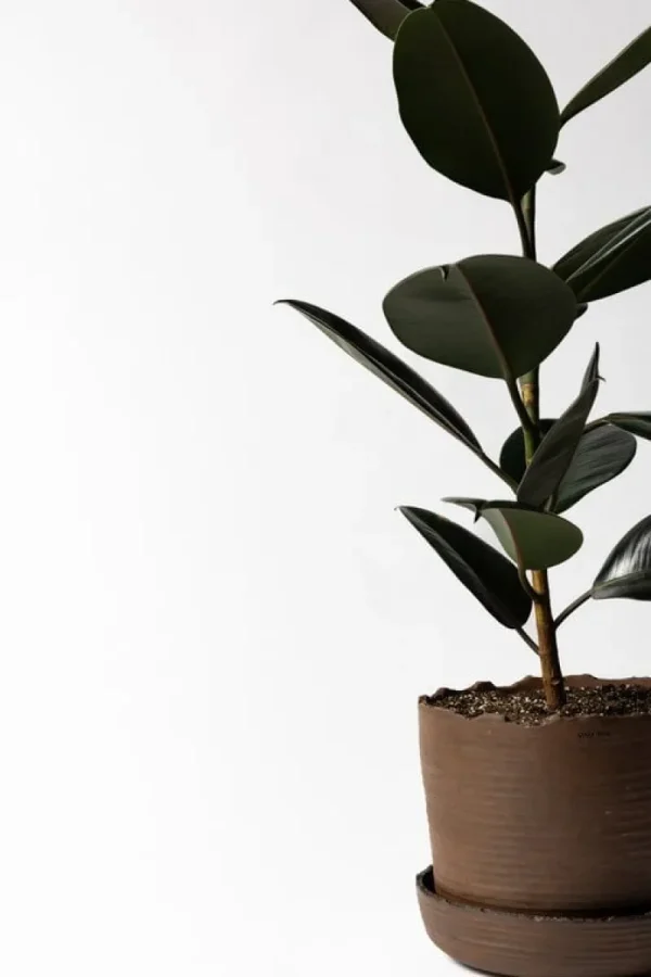 Vaidava Ceramics Indoor-gardening^Soil Topf mit Untersetzer, XL, Braun