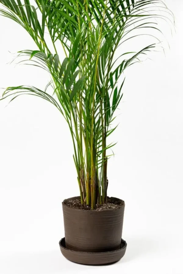 Vaidava Ceramics Indoor-gardening^Soil Topf mit Untersetzer, XXL, Braun