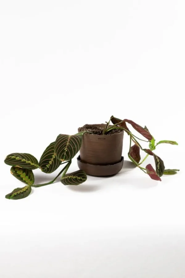 Vaidava Ceramics Indoor-gardening^Soil Topf mit Untersetzer, L, Braun