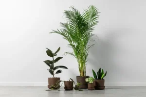 Vaidava Ceramics Indoor-gardening^Soil Topf mit Untersetzer, S, Braun