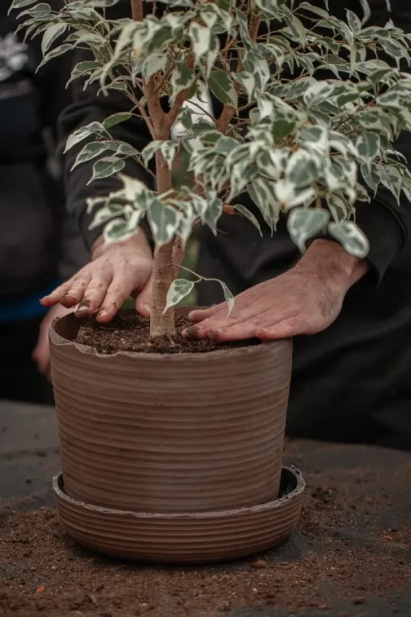 Vaidava Ceramics Indoor-gardening^Soil Topf mit Untersetzer, L, Braun