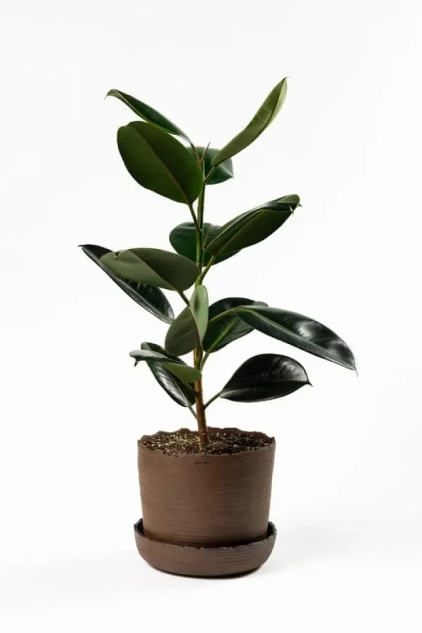 Vaidava Ceramics Indoor-gardening^Soil Topf mit Untersetzer, XL, Braun