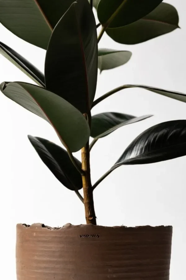 Vaidava Ceramics Indoor-gardening^Soil Topf mit Untersetzer, XL, Braun