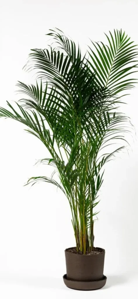Vaidava Ceramics Indoor-gardening^Soil Topf mit Untersetzer, XXL, Braun