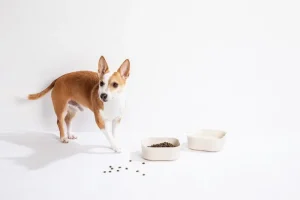 Venandi Design Haustiere^Pet Bowl, Kohleschwarz