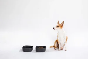 Venandi Design Haustiere^Pet Bowl, Kohleschwarz