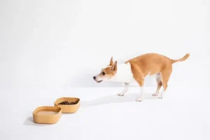 Venandi Design Haustiere^Pet Bowl, Kohleschwarz